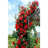 Sarmaşık Kırmızı Gül Fidanı Kokulu Yediveren 10-20 cm thumbnail 1