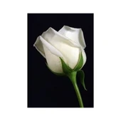 Yediveren Gül Fidanı Beyaz 15-25 cm thumbnail 2