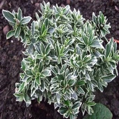 Alacalı Şimşir Fidanı 40-60 cm thumbnail 1