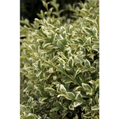 Alacalı Şimşir Fidanı 40-60 cm thumbnail 3