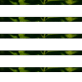 Isırgan Otu 50g - 2