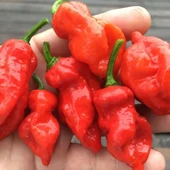 Nadir Ata Tohumları Zehir Gibi Acı Primo x İd Biber Tohumu (10 tohum) - 1