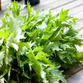 Ata Tohumları Geleneksel Brassica Rapa Japonica Green Mizuna Tohumu(30 tohum) - 1