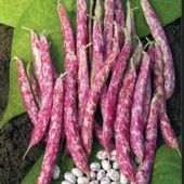 Ata Tohumu Anadolu Geleneksel Oturak Barbunya Tohumu (20 tohum) - 1