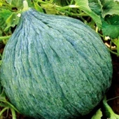 Geleneksel Ata Tohumları Hasanbey Kavun Tohumu (20 tohum) - 1