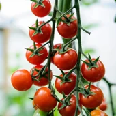 Cherry f1  Sırık Kiraz Domates Tohumu (10 tohum) - 1
