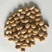 Tombul Ayşe Kadın Sırık Çarşamba Fasulye Tohumu (10 tohum) - 1