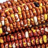 Ata Tohumları Geleneksel Montana Sunburst Mısır Tohumu(10 tohum) thumbnail 1