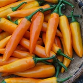 Ata Tohumları Geleneksel Bulgarian Carrot Hot Chili Biber Biber Tohumu (10 Tohum) - 1