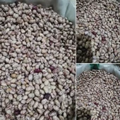 Ata Tohumu Anadolu Artvin Kara Sırık Barbunya Tohumu (10 tohum) - 1