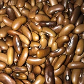 Geleneksel Ata Tohumları Magnum Oturak Fasulye Tohumu (10 tohum) thumbnail 1