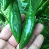 Geleneksel Ata Tohumları Doğal Tombul Acı Balık Biber Tohumu (20 adet) thumbnail 2