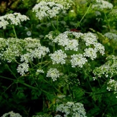 Ata Tohumları Geleneksel İlaçsız Anason Tohumu (1 kg) - 3