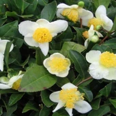 Ata Tohumları Anadolu Geleneksel Yeşil Çay Tohumu (5 adet) - 1