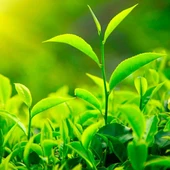 Ata Tohumları Anadolu Geleneksel Siyah Çay Tohumu (5 adet) - 1