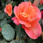 Tüplü Nadir Kokulu Yediveren Yavruağzı Sarmaşık Gül Fidanı thumbnail 1