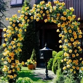 Tüplü Aşılı Perfect Yellow Fuldane Sarı Kokulu Sarmaşık Yediveren Gül Fidanı - 1