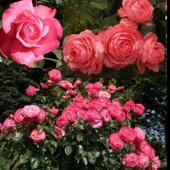 Tüplü Rosanna Yediveren Çok Goncalı Masal Gülü Fidanı Gül Çemberi thumbnail 2