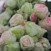 Tüplü Koleksiyonluk Çok Goncalı Aşılı Patricia Yediveren Gül Fidanı thumbnail 1