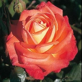 Tüplü Koleksiyonluk Yediveren Königin Der Rosen Kokulu Gül Fidanı - 2
