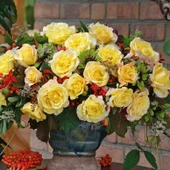 Tüplü Sunny Fc Yediveren Çok Goncalı Masal Gülü Fidanı thumbnail 1