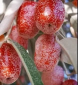 İğde Toros Yayla 500 gr thumbnail 3