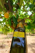 Limon Sarımsak Kürü Maydanozlu 500 ml - 3