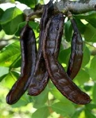 Keçiboynuzu Harnup 1 kg thumbnail 1