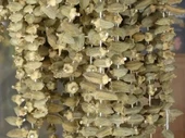 Kuru Bamya 100 gr - 1