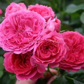 Tüplü Yediveren Soğuklara Dayanıklı Foxy Çok Goncalı Gül Fidanı - 1