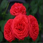 Tüplü Crimson Fc Goncalı Yediveren Masal Gül Fidanı - 1