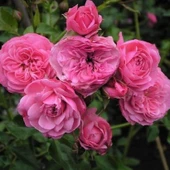 Tüplü Katmerli Kordes Rosen Tina Yediveren Soğuklara Dayanıklı Gül Fidanı - 1