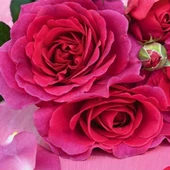 Tüplü Yediveren Koyu Mor Eliza Yoğun Kokulu Gül Fidanı - 1