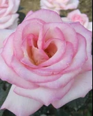 Tüplü Aşılı Princess Yediveren Kokulu Gül Fidanı - 1