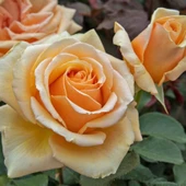 Tüplü  Yediveren Valencia Yoğun Kokulu Gül Fidanı - 1