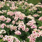 Tüplü Yediveren Çift Renk Seeu You Purple Persica Gül Fidan - 1