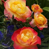 Tüplü Kokulu Yediveren Flaming Star Gül Fidanı - 1