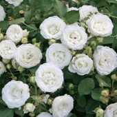 Tüplü  Yer Örütücü Soğuklara Dayanıklı Schneeküsschen Mannheim Yediveren Gül Fidanı - 1