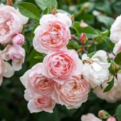 Tüplü Yediveren Katmerli Rosemary Kordes Alman Sarmaşık Gül Fidanı - 1