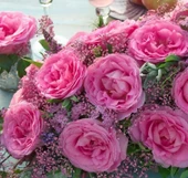 Tüplü Yediveren Beverly Yoğun Kokulu Gül Fidanı - 1