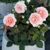 Tüplü Koleksiyonluk Hyrid Tea Katmerli Marchenzauber Yediveren Gül Fidanı thumbnail 2