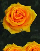 Tüplü Yediveren Kokulu İri Goncalı Picasso Kokulu Gül Fidanı - 1