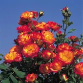 Tüplü Soğuklara Dayanıklı Taifun Yediveren Alman Gül Fidanı - 1