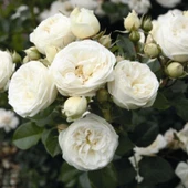 Tüplü Soğuklara Dayanıklı Mina Yediveren Gül Fidanı - 1