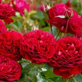 Tüplü Bordeaux Yediveren Yoğun Kokulu Gül Fidanı - 1