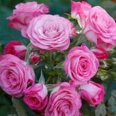 Tüplü Katmerli Kokulu Kordes Rosen Xenia Yediveren Soğuklara Dayanıklı Gül Fidanı - 1