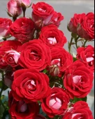 Tüplü Nadir  Kokulu Rose Schöne Koblenzerin Yediveren Gül Fidanı - 1