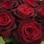 Tüplü Kadife Bordo Esmeray Yediveren Gül Fidanı - 1