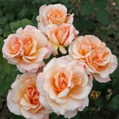 TÜplü Yediveren Oh Happy Day Kokulu Gül Fidanı - 1