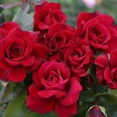 Tüplü Yediveren Kordes Bellevue Yoğun Kokulu Gül Fidanı thumbnail 2